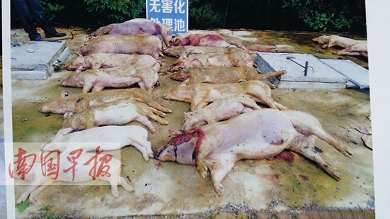 千頭豬莫名死亡 死因檢測兩版本真相難查
