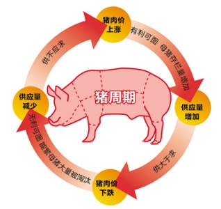 2015年中國豬價(jià)或迎來史上最長(zhǎng)調(diào)整期