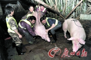 注水豬升級 豬肉注血水更接近正常狀態(tài)