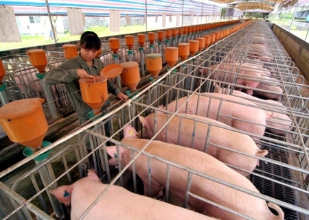 南京農(nóng)大發(fā)明病死畜禽化害為寶新技術(shù)