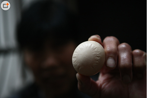 合肥一養(yǎng)殖場(chǎng)怪事連連：母雞下太陽(yáng)雞蛋 母豬生出小象