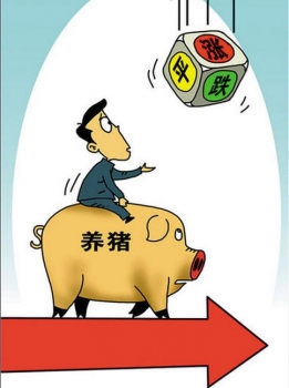 豬價(jià)漲 飼料原料價(jià)跌 養(yǎng)豬還能不賺？！