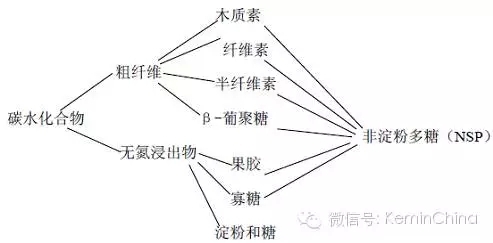 陳清華：飼用酶制劑的精準(zhǔn)分類與功能