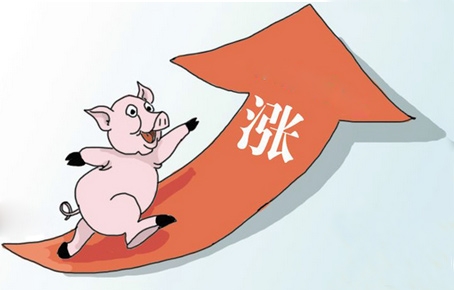 2015豬市很可能出現(xiàn)的三個(gè)高價(jià)期