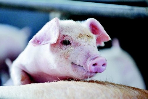 豬肉價格上漲背后的經(jīng)濟信號
