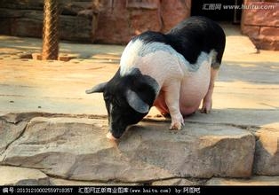 影響母豬產(chǎn)程因素的研究進展
