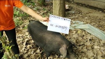 阿里農(nóng)村淘寶預(yù)售“團(tuán)年豬” 2499元認(rèn)購整豬