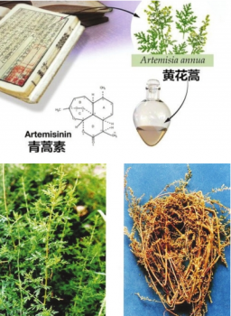 青蒿素獸用有效性研究幾十年前就已開始