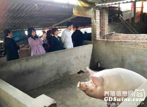 夫妻離婚分豬產(chǎn)分歧 承辦法官進(jìn)豬圈數(shù)豬