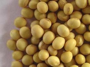 進口大豆過剩超4000萬噸！東北大豆銷售陷入窘境