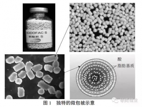 運(yùn)用特殊包被緩釋顆粒酸化劑改善豬消化道生理機(jī)能