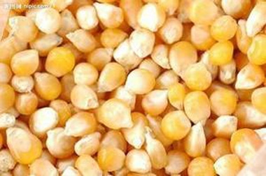 玉米價(jià)格要暴漲？到底真的假的？