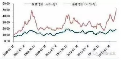 “千元仔豬”出現(xiàn)的3個(gè)原因，“罪魁禍?zhǔn)住本故撬? width=