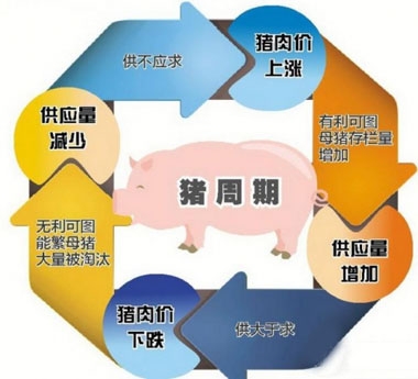 目前生豬補(bǔ)欄過熱 破除豬周期要跳出舊思維