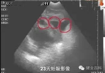 母豬早期妊娠診斷方法！太實用了！