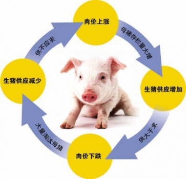 豬價(jià)下跌 “豬周期”已見(jiàn)頂？