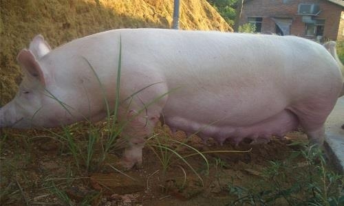 妊娠母豬為什么容易便秘？這里找答案！