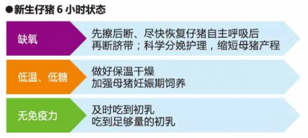 新生仔豬6小時內(nèi)做好這3點，讓小豬更好養(yǎng)