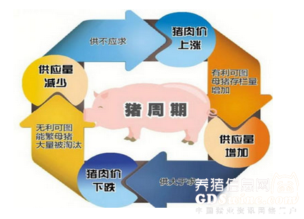 超長豬周期進(jìn)入后半段 2017年＂金豬＂料變＂銀豬＂