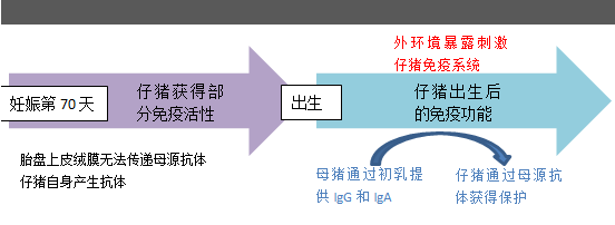 豐富的初乳使得新生仔豬出生當(dāng)天獲得免疫增強(qiáng)