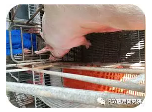 母豬產(chǎn)后厭食的深層原因與處理方案
