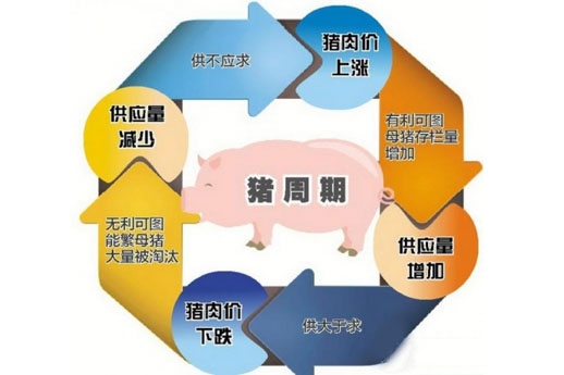 2017年豬周期將持續(xù) 生豬養(yǎng)殖戶補(bǔ)欄還需謹(jǐn)慎