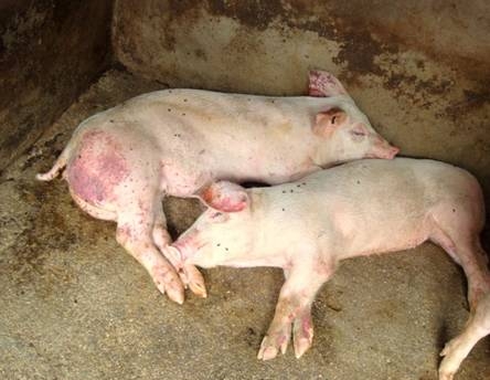 養(yǎng)豬人必看—從死豬身上總結(jié)出來的幾點(diǎn)經(jīng)驗(yàn)！