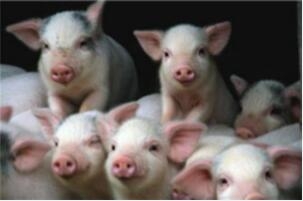 為什么要對保育豬進(jìn)行藥物預(yù)防？