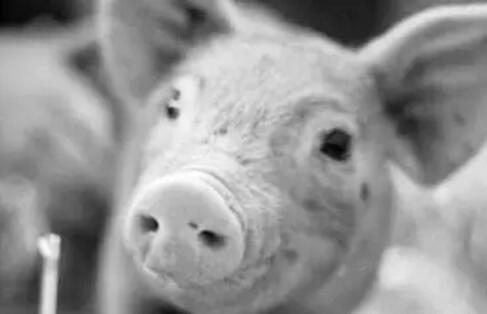 老獸醫(yī)簡單幾招教你防治豬咳喘?。?！