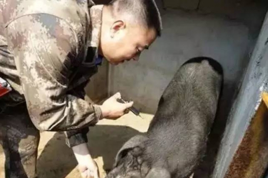 豬病了，打針卻死亡的更多 ，是什么原因？