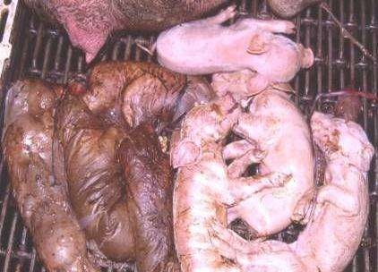 初生仔豬頭三天護(hù)理非常關(guān)鍵，做好這三天將救活很多仔豬