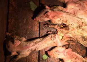 獸醫(yī)經(jīng)驗(yàn)：豬流行性腹瀉應(yīng)這樣防控