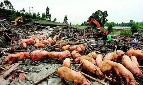 剩余豬場全部拆除！全國多地全面啟動禁養(yǎng)區(qū)清除行動