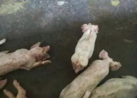 豬“冷瀉”病是怎么回事？怎樣防治？