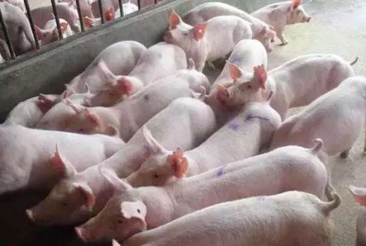 豬咳喘病治療的真相，有多少養(yǎng)豬戶走入誤區(qū)?