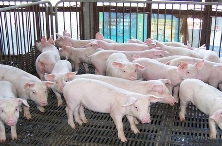 育肥豬屠宰前短期飼喂添加脂肪或DDGS對(duì)生長(zhǎng)性能和屠體品質(zhì)的影響