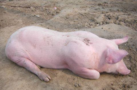 治療豬脹氣的方法，不算第一也是二！