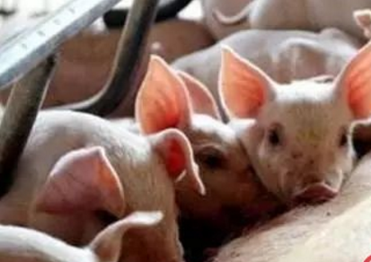 仔豬拉稀就一定是黃白痢、流行性腹瀉？大錯特錯