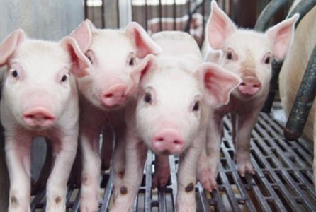 自由采食情況下怎樣進(jìn)行限制飼喂？