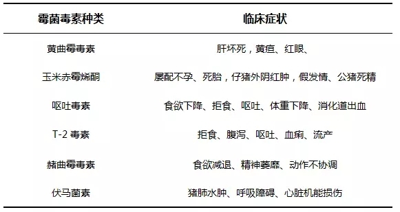 脫霉劑能解毒？先看豬有沒有這些改變