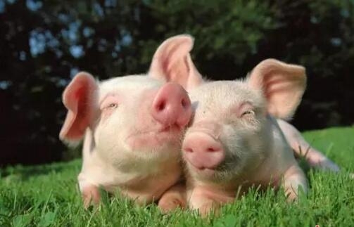 警記！春季豬場要防控這10大疾病
