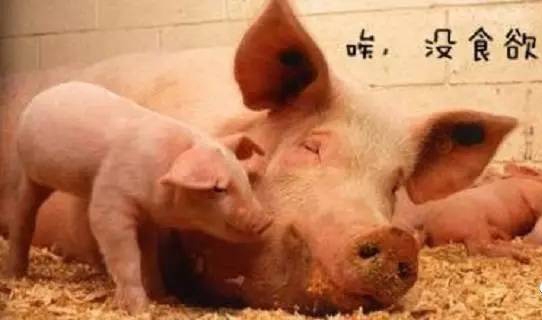 母豬低溫綜合癥的發(fā)病原因及防治措施