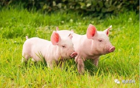 驚！一頭豬平均要浪費(fèi)10%-15%的飼料，如何減少飼料損耗？