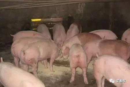飽受爭(zhēng)議的自由采食和定時(shí)定量，你怎么看？