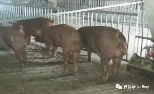 盤點斷奶母豬的飼養(yǎng)技巧