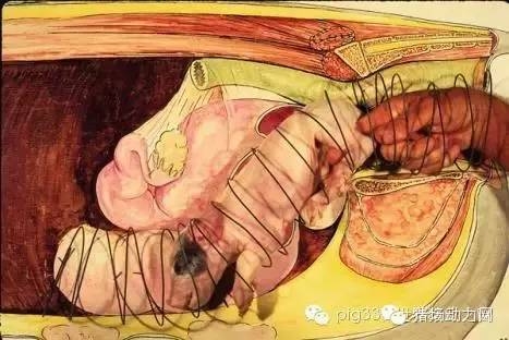 圖解母豬產(chǎn)道及助產(chǎn)技巧！