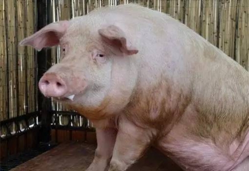 豬咳嗽、關(guān)節(jié)炎等14種豬病治療中藥方！