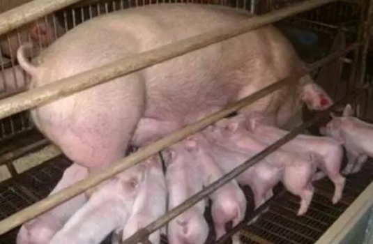 母豬催奶十招新方法？