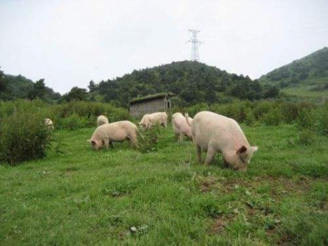 農(nóng)業(yè)部：保供給 保安全 保生態(tài) 發(fā)展現(xiàn)代畜牧業(yè)