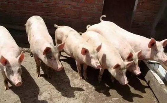 控制豬場飼料成本的訣竅，你知道多少？